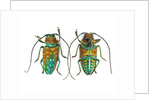 Top & Bottom view of long horned beetle Sternotomis variabilis semirufescens by Anonymous