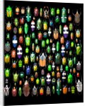 Beetle lay out on black back ground in multi colors and shapes by Anonymous
