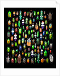 Beetle lay out on black back ground in multi colors and shapes by Anonymous