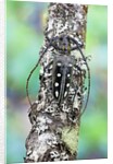 Long horned beetle on lichen branch. Batocera parryi by Anonymous
