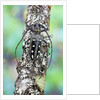 Long horned beetle on lichen branch. Batocera parryi by Anonymous