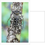 Long horned beetle on lichen branch. Batocera parryi by Anonymous