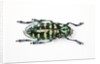 Horned Beetle Male Anoplophora zonatrix macro views by Anonymous