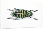 Horned Beetle Male Anoplophora zonatrix macro views by Anonymous