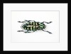 Horned Beetle Male Anoplophora zonatrix macro views by Anonymous