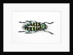 Horned Beetle Male Anoplophora zonatrix macro views by Anonymous