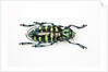 Horned Beetle Male Anoplophora zonatrix macro views by Anonymous