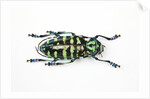 Horned Beetle Male Anoplophora zonatrix macro views by Anonymous