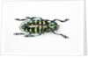 Horned Beetle Male Anoplophora zonatrix macro views by Anonymous