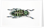 Horned Beetle Male Anoplophora zonatrix macro views by Anonymous