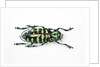 Horned Beetle Male Anoplophora zonatrix macro views by Anonymous