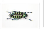 Horned Beetle Male Anoplophora zonatrix macro views by Anonymous