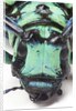 Close-up head on view of Long Horned Beetle by Anonymous