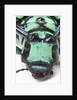 Close-up head on view of Long Horned Beetle by Anonymous