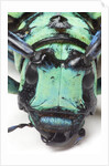 Close-up head on view of Long Horned Beetle by Anonymous
