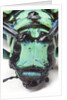 Close-up head on view of Long Horned Beetle by Anonymous