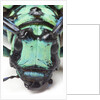 Close-up head on view of Long Horned Beetle by Anonymous