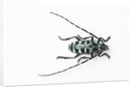 Horned Beetle Male Anoplophora zonatrix macro views by Anonymous