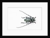 Horned Beetle Male Anoplophora zonatrix macro views by Anonymous