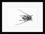 Horned Beetle Male Anoplophora zonatrix macro views by Anonymous