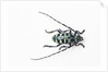 Horned Beetle Male Anoplophora zonatrix macro views by Anonymous