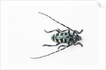 Horned Beetle Male Anoplophora zonatrix macro views by Anonymous