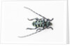 Horned Beetle Male Anoplophora zonatrix macro views by Anonymous
