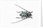 Horned Beetle Male Anoplophora zonatrix macro views by Anonymous