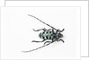 Horned Beetle Male Anoplophora zonatrix macro views by Anonymous