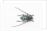 Horned Beetle Male Anoplophora zonatrix macro views by Anonymous
