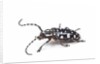 Side view of long horned beetle Threnetica lacrymans against white background by Anonymous
