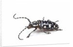Side view of long horned beetle Threnetica lacrymans against white background by Anonymous
