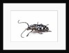 Side view of long horned beetle Threnetica lacrymans against white background by Anonymous
