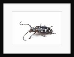 Side view of long horned beetle Threnetica lacrymans against white background by Anonymous