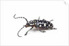 Side view of long horned beetle Threnetica lacrymans against white background by Anonymous