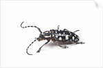Side view of long horned beetle Threnetica lacrymans against white background by Anonymous