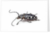 Side view of long horned beetle Threnetica lacrymans against white background by Anonymous