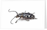 Side view of long horned beetle Threnetica lacrymans against white background by Anonymous