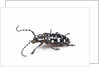 Side view of long horned beetle Threnetica lacrymans against white background by Anonymous