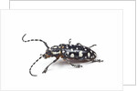 Side view of long horned beetle Threnetica lacrymans against white background by Anonymous