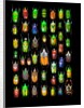 Beetle lay out on black back ground in multi colors and shapes by Anonymous