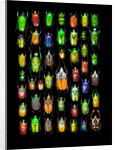 Beetle lay out on black back ground in multi colors and shapes by Anonymous
