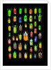 Beetle lay out on black back ground in multi colors and shapes by Anonymous