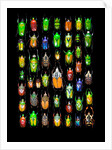 Beetle lay out on black back ground in multi colors and shapes by Anonymous
