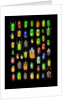 Beetle lay out on black back ground in multi colors and shapes by Anonymous