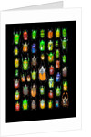 Beetle lay out on black back ground in multi colors and shapes by Anonymous