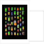 Beetle lay out on black back ground in multi colors and shapes by Anonymous