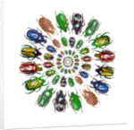 Flower Beetles in circular pattern design by Anonymous