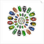 Flower Beetles in circular pattern design by Anonymous