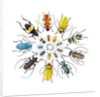 Long Horned Beetle in Circular pattern by Anonymous